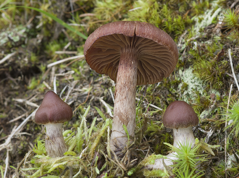 Cortinarius brunneus